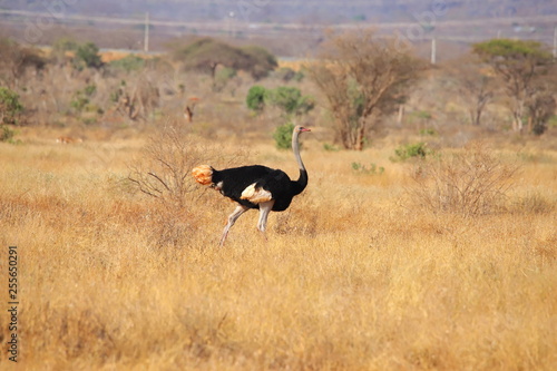 Somali ostrich in Kenya