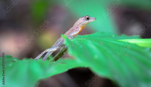 Golfo-Dulce anole, or many-scaled anole (Norops polylepis), resting on jungle vegetation, Osa Peninsula, Costa Rica.