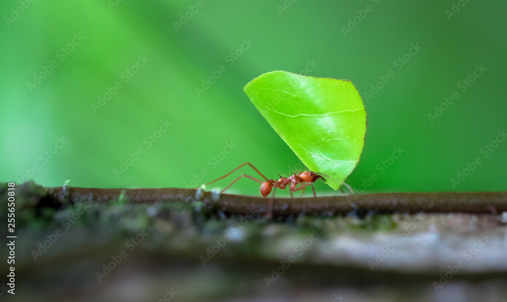 Leaf-cutter ant (Atta sp.) near Puerto Viejo de Sarapiqui, Costa Rica. - obrazy, fototapety, plakaty 
