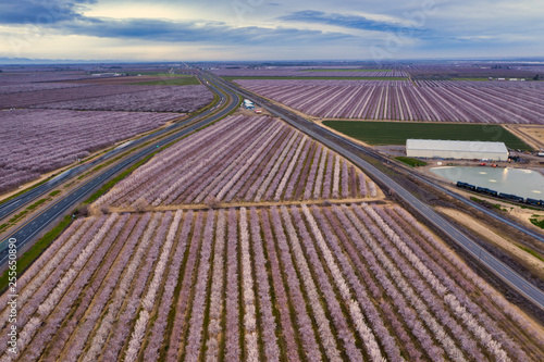 Bild auf Leinwand Miles of rows of blooming almond trees planted between and next to Highway 5 in