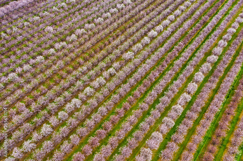 Fototapete Rows of blooming almond trees, aerial photo taken in Northern California near Sa