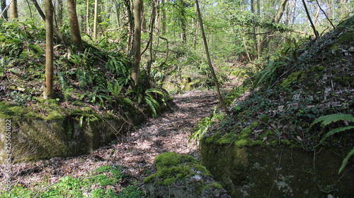 Forêt © Bndicte