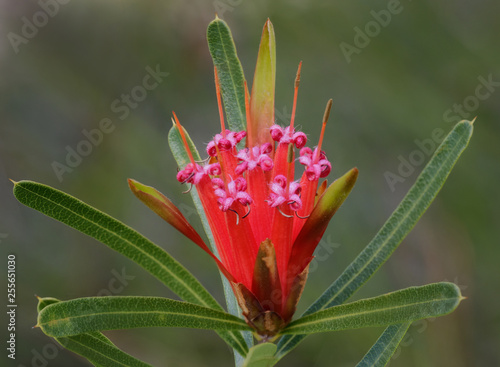 Mountain Devil (Lambertia formosa) - small shrub endemic to NSW - flowers are approx 50mm high photo