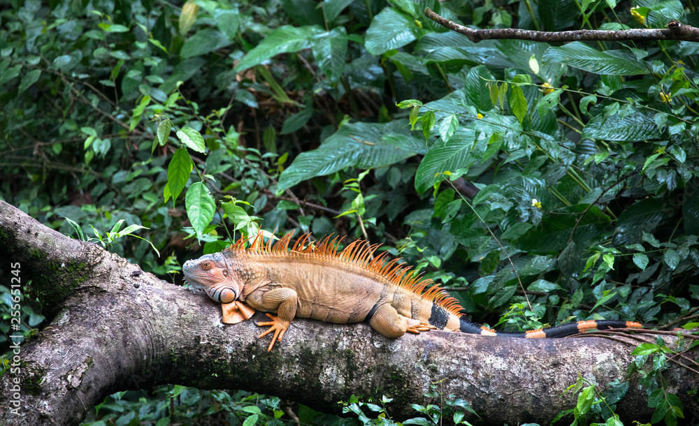 Green iguana (Iguana iguana) near Puerto Viejo de Sarapiqui, Costa Rica. Green iguana (Iguana iguana) near Puerto Viejo de Sarapiqui, Costa Rica.