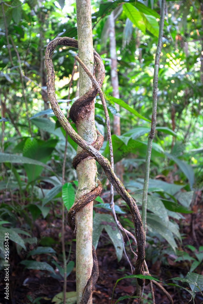 Naklejka premium Large vines wrapped around a small tree in dense lowland jungle near Puerto Viejo de Sarapiqui, Costa Rica.