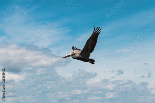 Brown Pelican Feeds Over the Inter Coastal Waters of Hilton Head Island, South Carolina