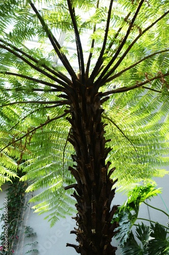 Cyathea spinulosa  Tree fern 