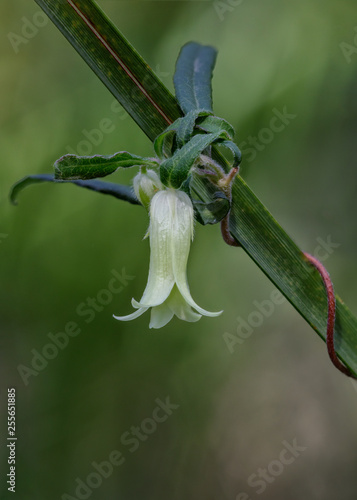 Apple Berry (Billardiera scandens) - native Australian climber/scrambler with 20mm flowers that become edible purple fruit photo