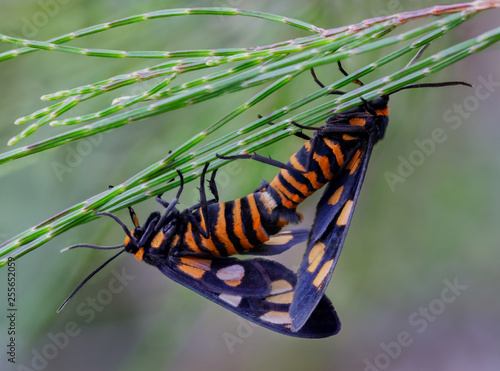 Orange Spotted Tiger Moths mating (Ceryx sp) photo