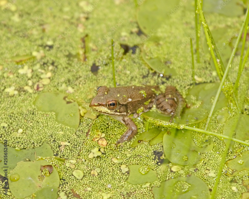 Obraz premium Frog in duckweed
