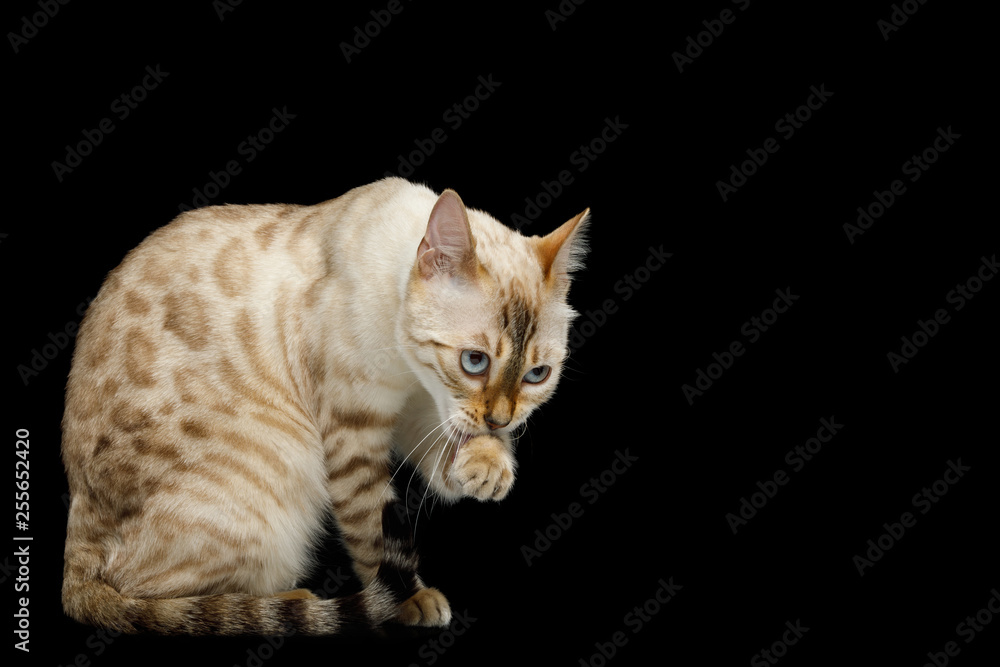 Washes Snow White Bengal Cat with rosette fur Sitting and licking paw on isolated Black Background, side view