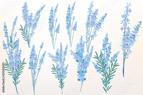 Big spring set of lavender flowers for design