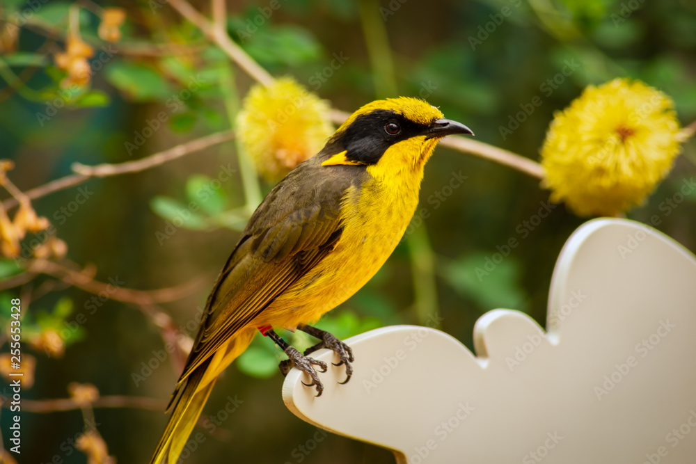 Yellow Helmeted Honey eater