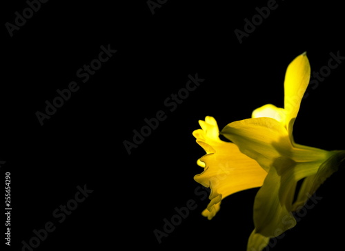 Tokyo,Japan-March 17, 2019: Closeup of Narcissus or daffodil on black background
