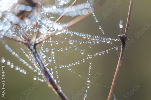 Close-up of abstract drops on a spider web with variable focus and blurred background in the rays of the rising sun. Blur and soft focus. photo