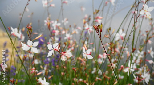 A meadow of delicate flowers. Natural beauty, Beautiful delicate and colourful landscape.