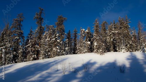 winter landscape with trees and blue sky