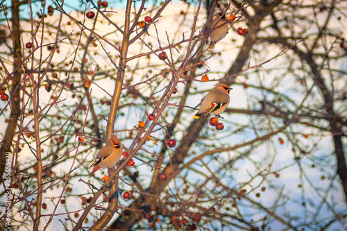 Fotografie hungry wild bird waxwing on a tree in spring forest