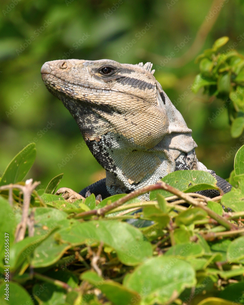 Obraz premium lizard on rock