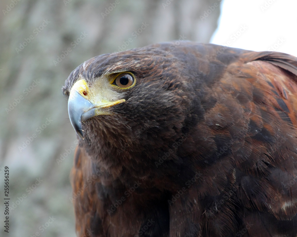 Naklejka premium Harris Hawk