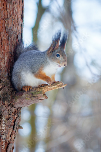 Hungry and funny one wild squirrel sitting on a tree in the spring forest © Fotony76