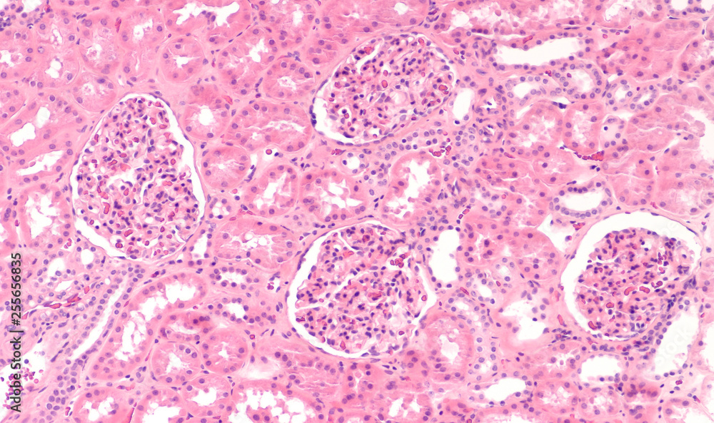 Microscopic Image Of Normal Human Kidney Histology Stock Photo Adobe Microscopic Image Of Normal Human Kidney Histology Stock Photo Adobe