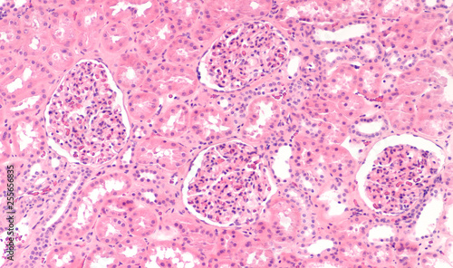 Schilderij op canvas Microscopic image of normal human kidney histology.