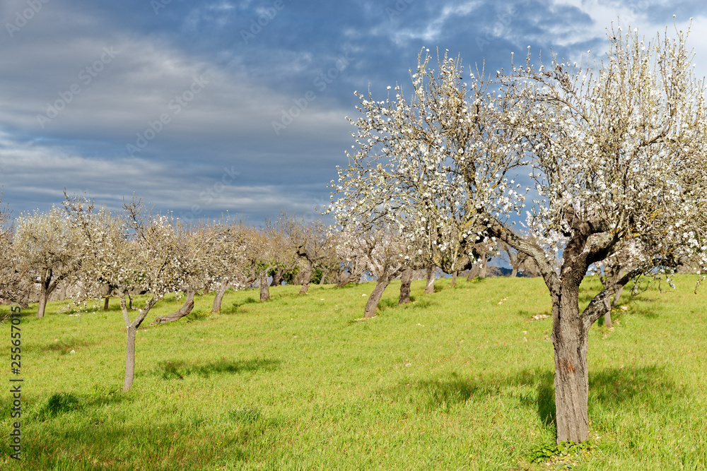 Mandelbäume in voller Blüte, Mallorca, Spanien Mandelbäume in voller Blüte, Mallorca, Spanien