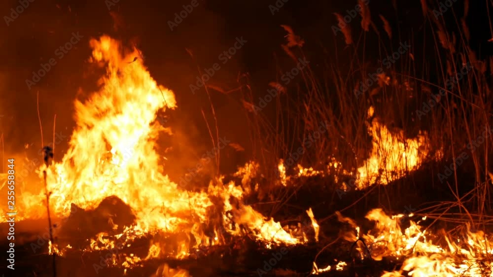 A terrible dangerous wild fire at night in a field. Burning dry straw grass. A large area of nature is in flames. A terrible dangerous wild fire at night in a field. Burning dry straw grass. A large area of nature is in flames.