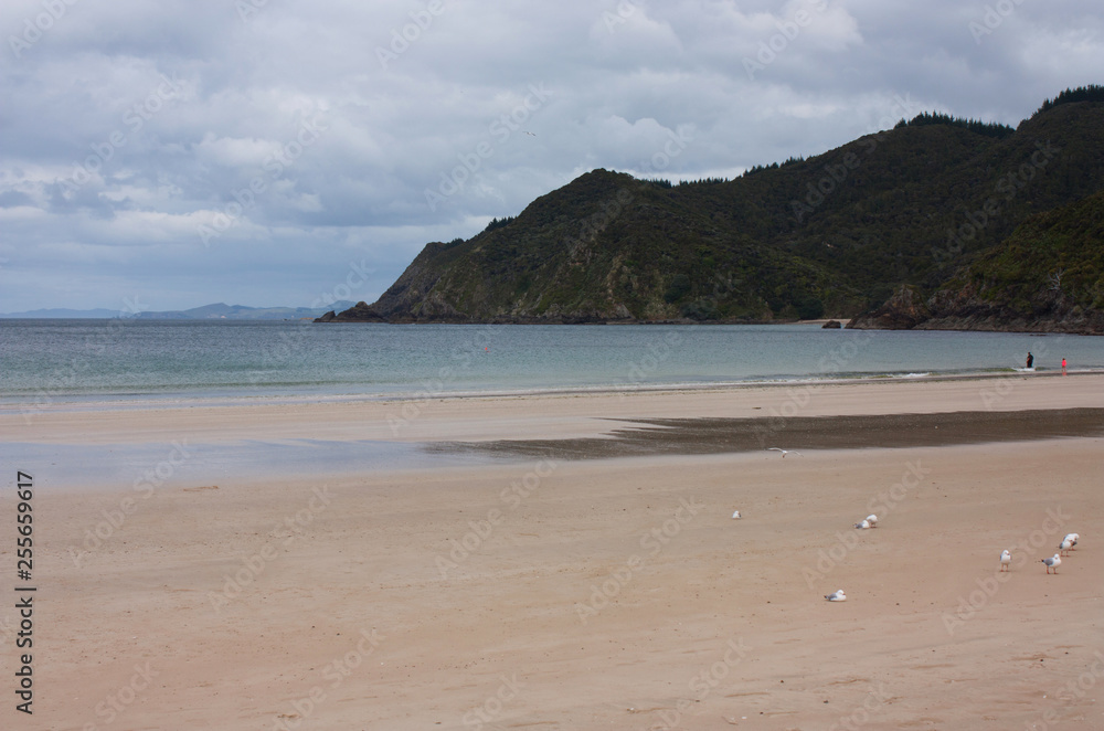 A Coromandel beach with seagulls and people at the back in New Zealand