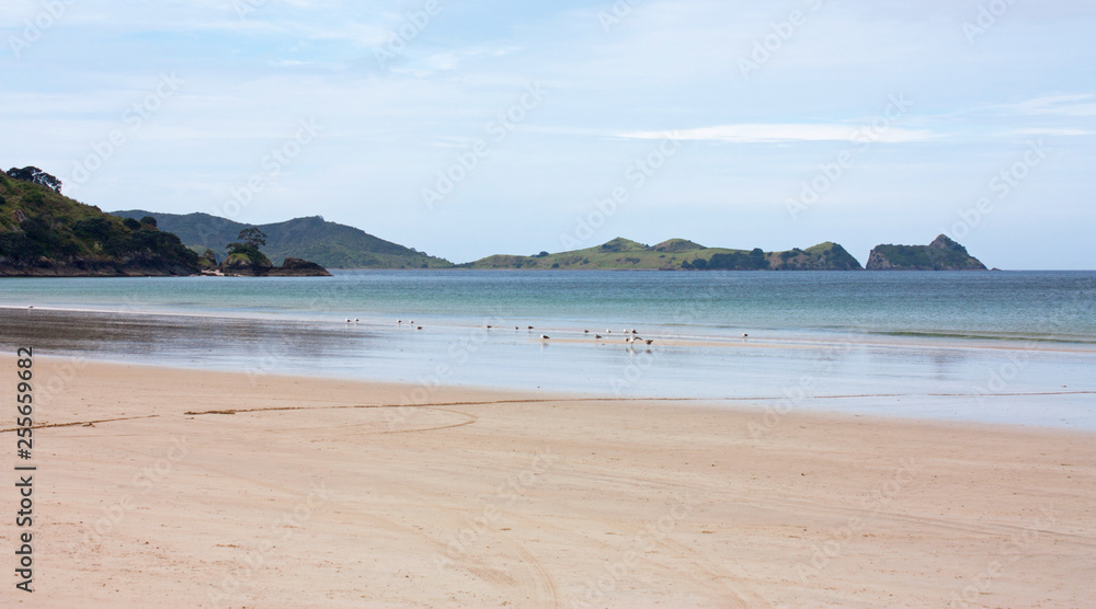 A beach, the sea and green hills in the distance in Coromandel in New Zealand