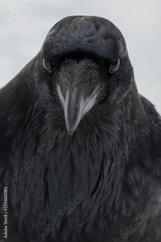 Raven