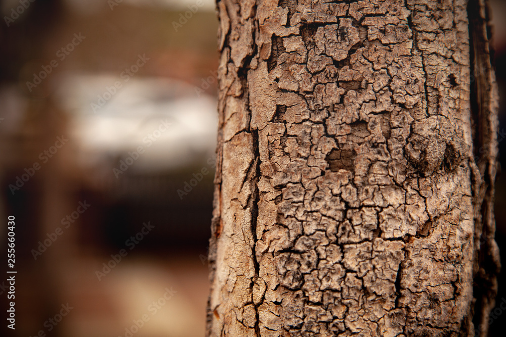 close up to tree bark