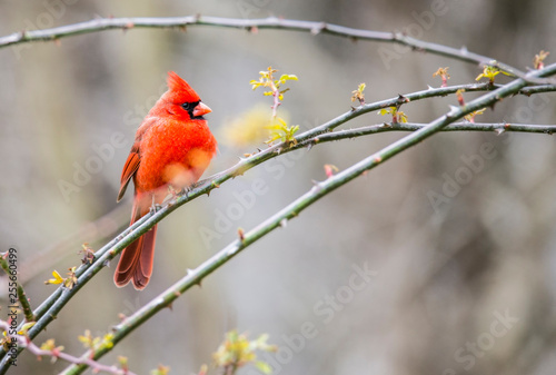 A single red Cardinal Bird is perched on a branch in the snow.