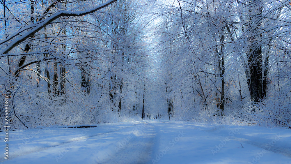 winter landscape with trees and road