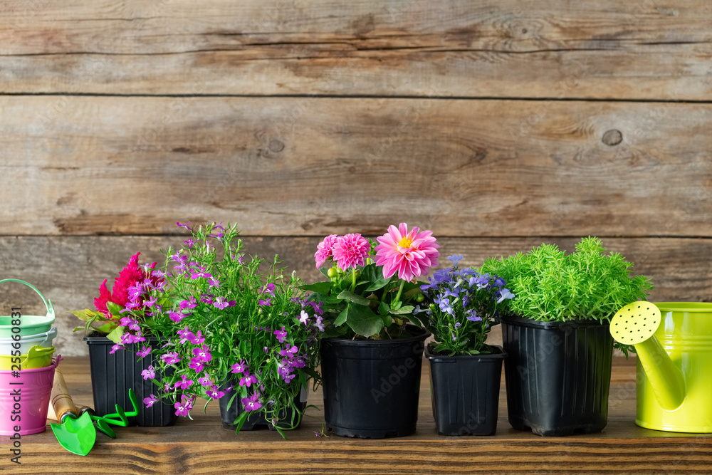 Seedlings of garden plants and beautiful flowers in flowerpots for planting on a flower bed. Garden equipment: watering can, buckets, shovel, rake, gloves on wooden background. Copy space for text.
