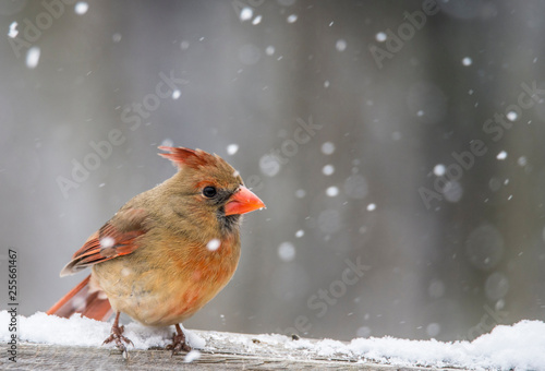 Little female Cardinal in the backyard. © bettys4240