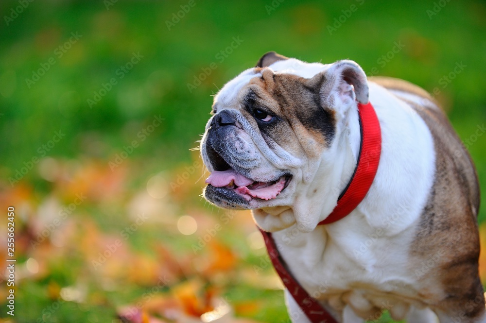 English Bulldog walking in the park