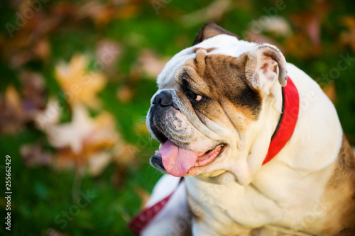 English Bulldog walking in the park