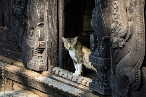 Canvas Print Cat - Looking out