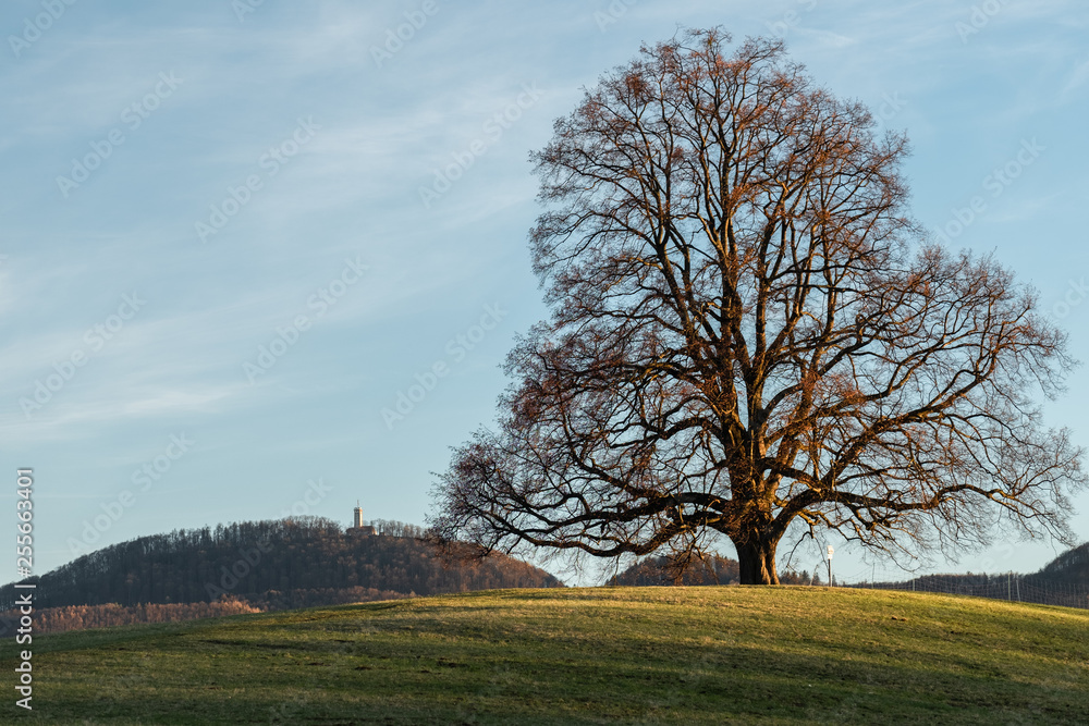 Friedenslinde bei Gönningen im Seitenlicht mit Rossbergturm im Hintergrund Friedenslinde bei Gönningen im Seitenlicht mit Rossbergturm im Hintergrund