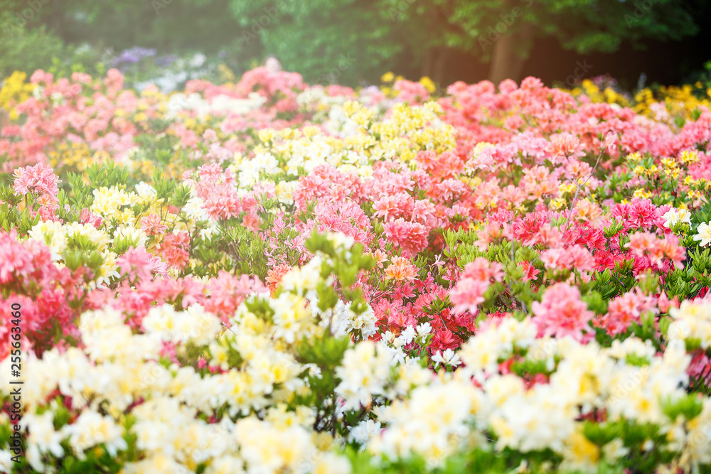 Colorful pink yellow azalea flowers in garden. Blooming bushes of bright azalea at spring sunlight. Nature, spring flowers background Colorful pink yellow azalea flowers in garden. Blooming bushes of bright azalea at spring sunlight. Nature, spring flowers background