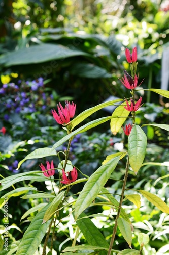 Pavonia intermedia flowers