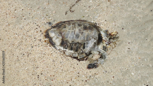 sea turtle dead on beach