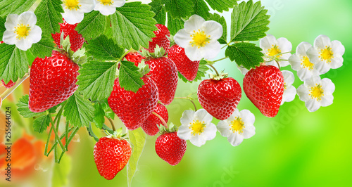SUMMER FRESH GARDEN STRAWBERRY