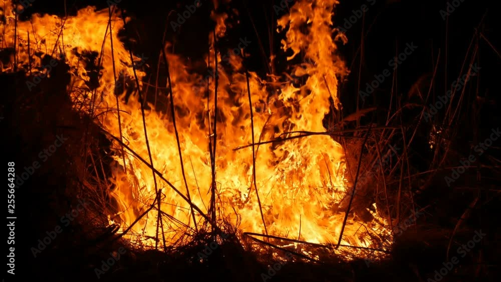 Close up view of a terrible dangerous wild fire at night in a field. Burning dry straw grass. A large area of nature is in flames. Close up view of a terrible dangerous wild fire at night in a field. Burning dry straw grass. A large area of nature is in flames.