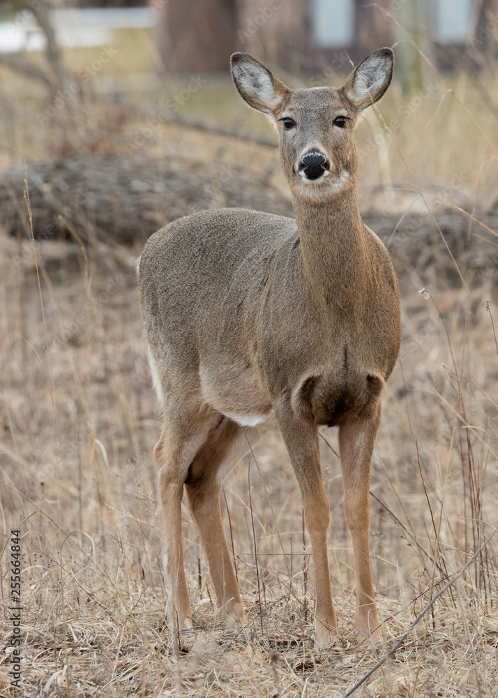 deer in the forest