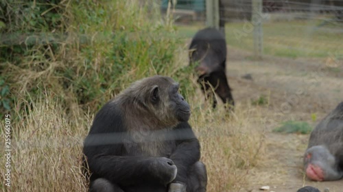 Chimpansees eating at a sanctuary in Ol Pejeta, Kenya. Handheld shot slow motion photo