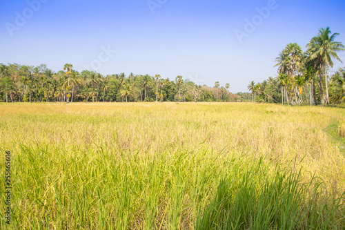 Organic paddy fields