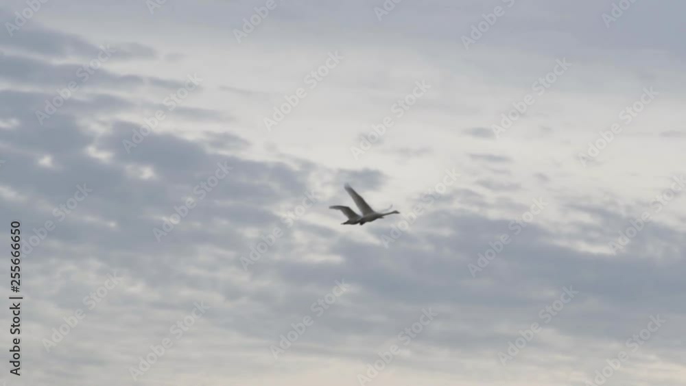 flying swans over fields flying swans over fields